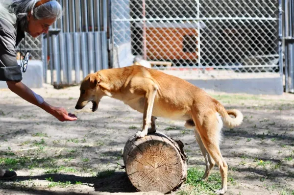 Pies do adopcji, Milanówek, 7 czerwca 2026 (4/5)