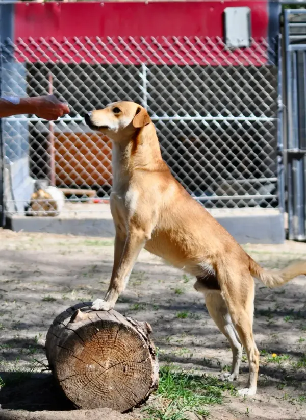 Pies do adopcji, Milanówek, 10 czerwca 2026 (5/5)