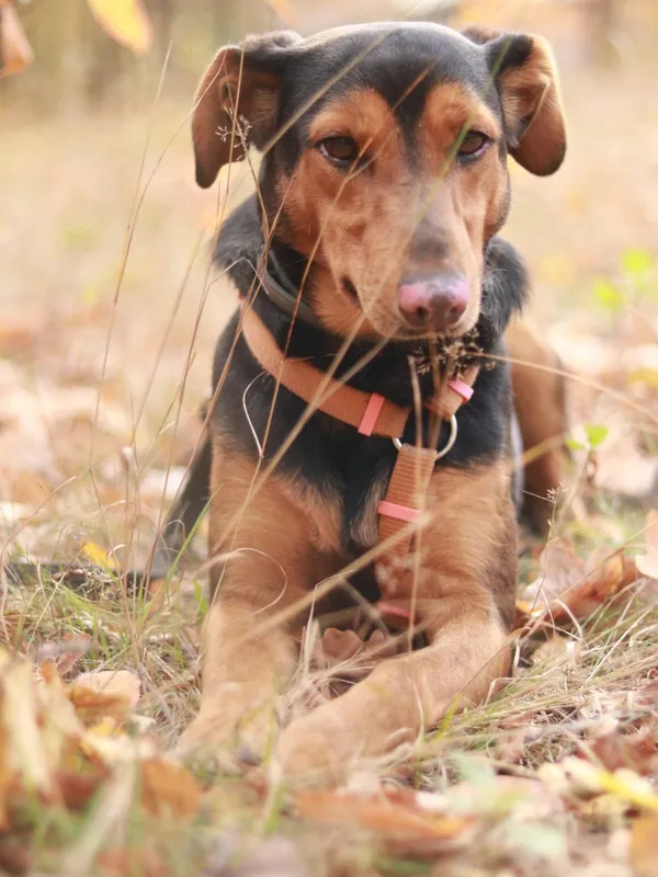 Pies do adopcji, Milanówek, 3 listopada 2024 (1/5)