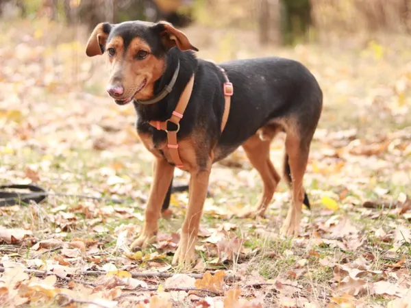 Pies do adopcji, Milanówek, 3 listopada 2024 (2/5)