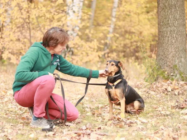Pies do adopcji, Milanówek, 3 listopada 2024 (4/5)