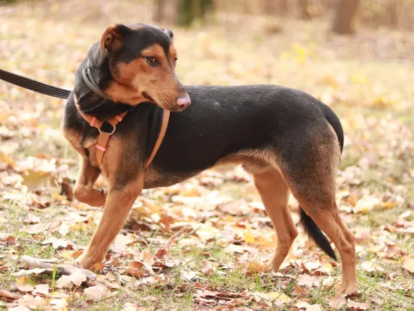 Pies do adopcji, Milanówek, 3 listopada 2024 (5/5)