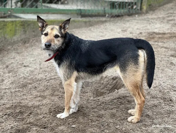 Pies do adopcji, Bydgoszcz, 13 maja 2025 (1/5)