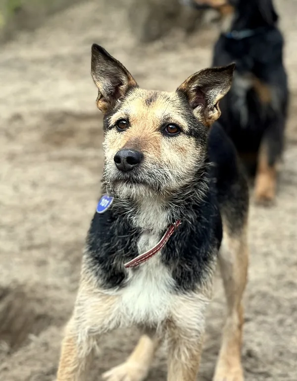 Pies do adopcji, Bydgoszcz, 13 maja 2025 (2/5)