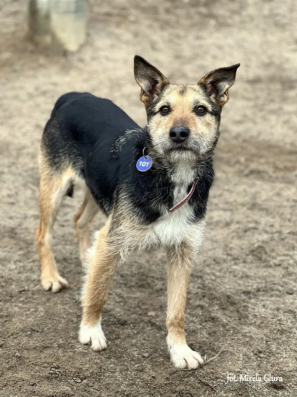 Pies do adopcji, Bydgoszcz, 13 maja 2025 (3/5)