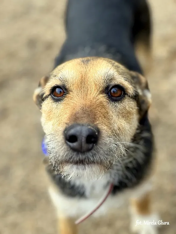 Pies do adopcji, Bydgoszcz, 13 maja 2025 (4/5)