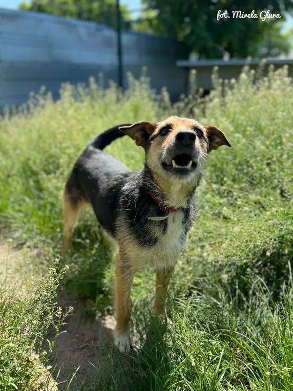 Pies do adopcji, Bydgoszcz, 13 maja 2025 (5/5)