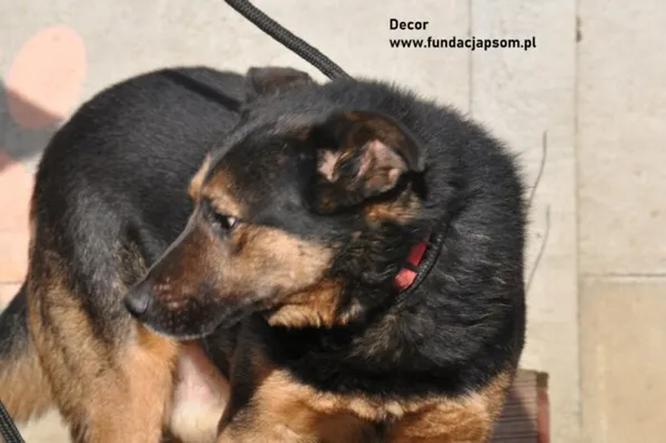 Pies do adopcji, Nowy Dwór Mazowiecki, 26 lutego 2024 (2/4)