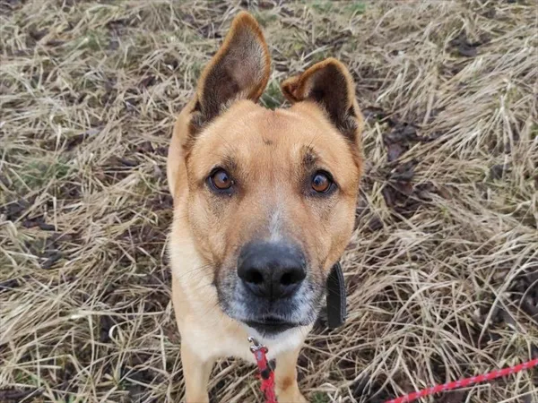 Pies do adopcji, Gorzów Wielkopolski, 1 lutego 2024