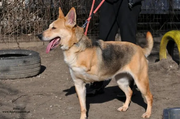 Pies do adopcji, Nowy Dwór Mazowiecki, 26 lutego 2024 (2/5)