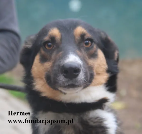 Pies do adopcji, Nowy Dwór Mazowiecki, 21 października 2025 (1/5)