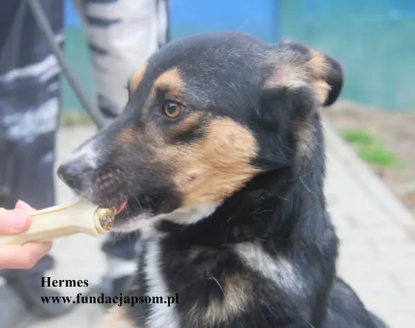 Pies do adopcji, Nowy Dwór Mazowiecki, 21 października 2025 (2/5)