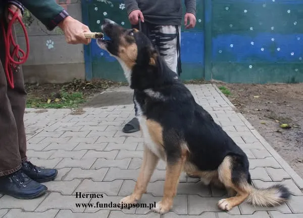 Pies do adopcji, Nowy Dwór Mazowiecki, 21 października 2025 (3/5)