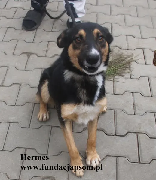 Pies do adopcji, Nowy Dwór Mazowiecki, 21 października 2025 (4/5)