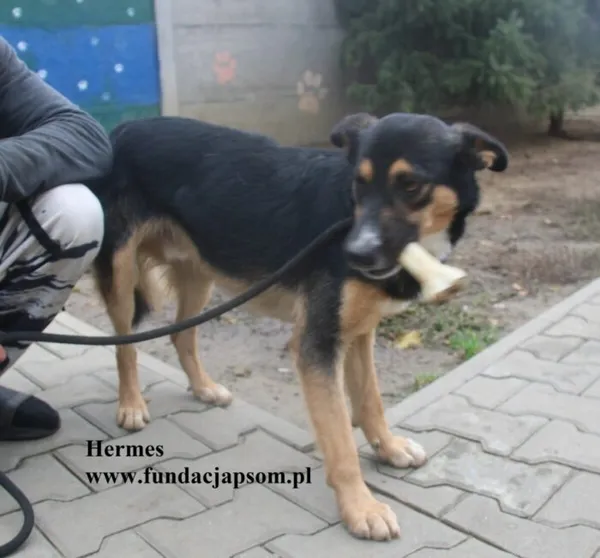 Pies do adopcji, Nowy Dwór Mazowiecki, 21 października 2025 (5/5)
