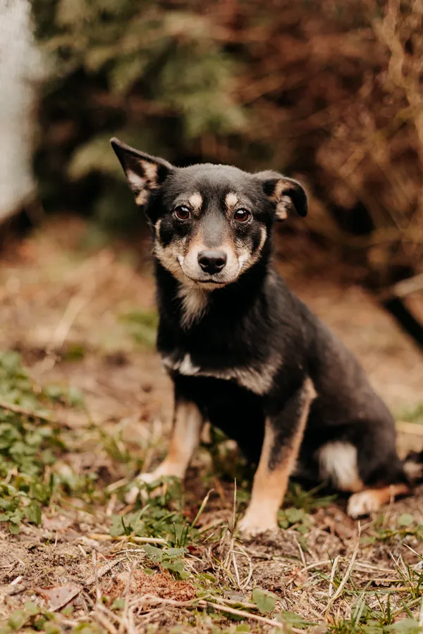 Pies do adopcji, Czartki, 23 lutego 2024 (2/5)