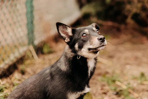 Pies do adopcji, Czartki, 23 lutego 2024 (3/5)