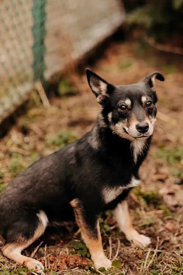 Pies do adopcji, Czartki, 23 lutego 2024 (4/5)