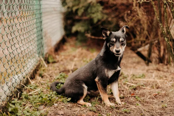 Pies do adopcji, Czartki, 23 lutego 2024 (5/5)