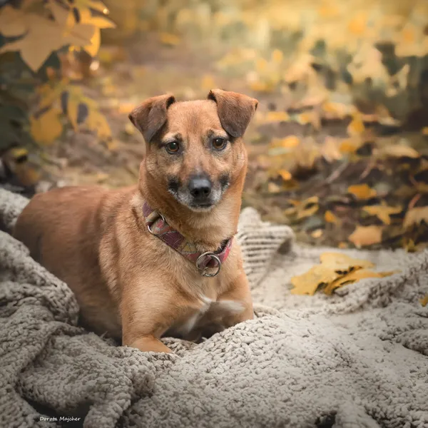 Pies do adopcji, Korabiewice, 26 lutego 2024 (4/5)