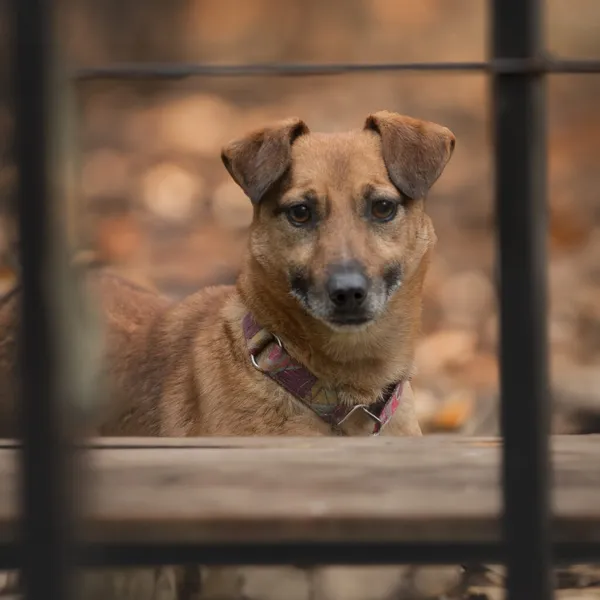 Pies do adopcji, Korabiewice, 26 lutego 2024 (5/5)