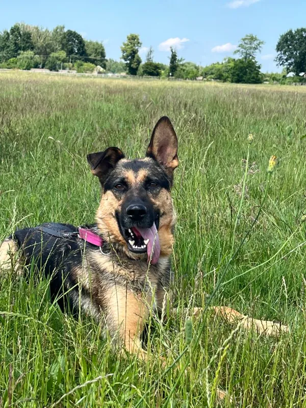 Pies do adopcji, Korabiewice, 26 lutego 2024 (1/5)