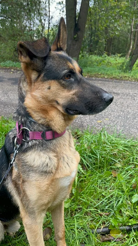 Pies do adopcji, Korabiewice, 26 lutego 2024 (3/5)