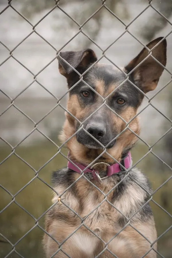 Pies do adopcji, Korabiewice, 26 lutego 2024 (4/5)