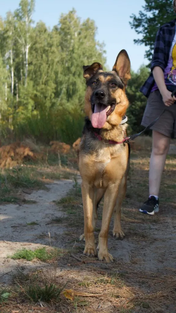 Pies do adopcji, Korabiewice, 26 lutego 2024 (5/5)