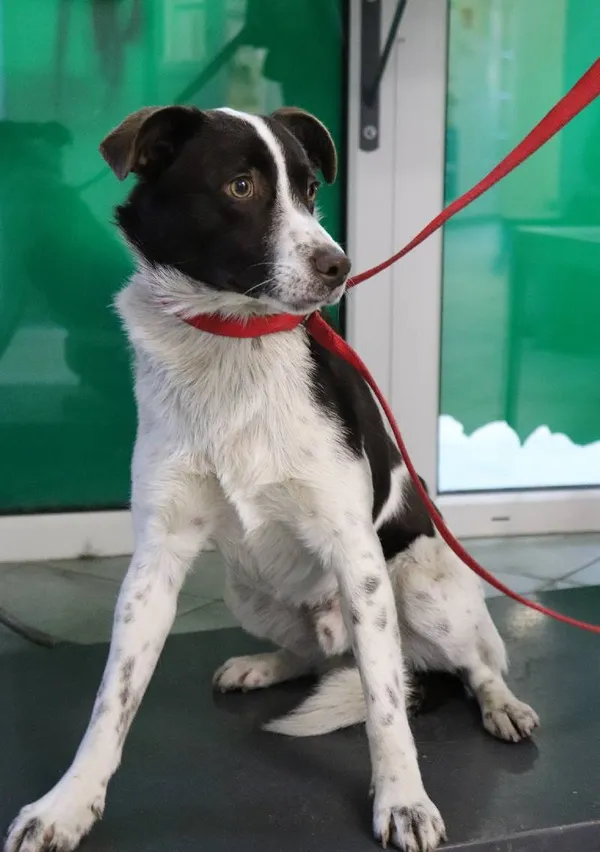 Znaleziono psa, Łódź, 25 lutego 2024 (1/5)