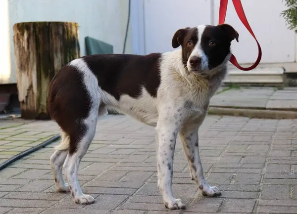 Znaleziono psa, Łódź, 25 lutego 2024 (2/5)