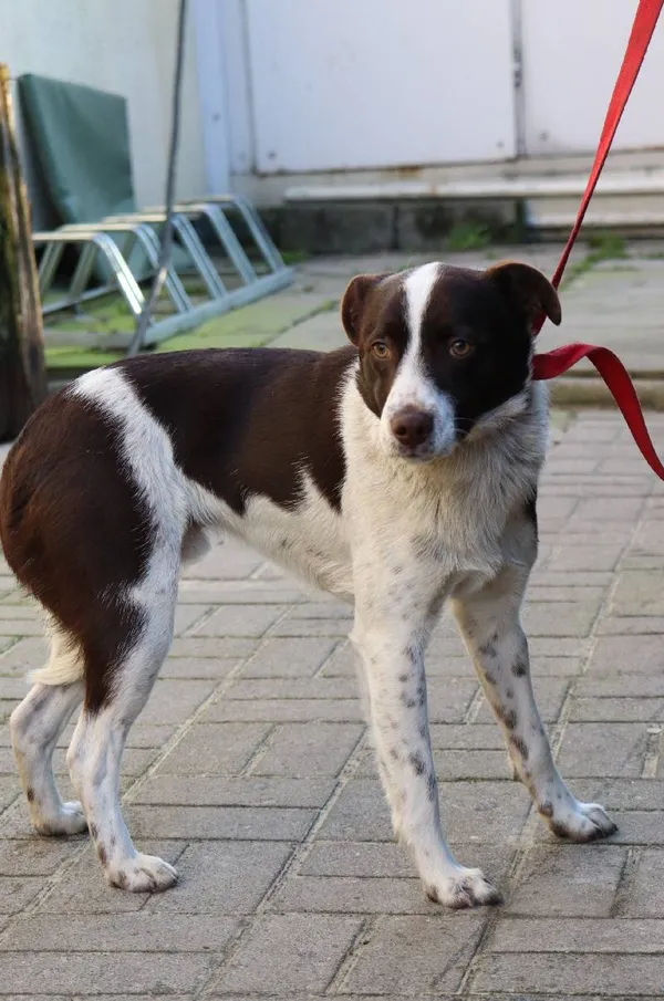 Znaleziono psa, Łódź, 25 lutego 2024 (5/5)