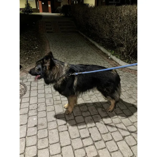 Znaleziono psa, Białystok, 25 lutego 2024