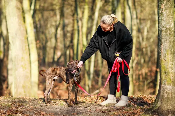 Pies do adopcji, Elbląg, 24 lutego 2024 (5/5)