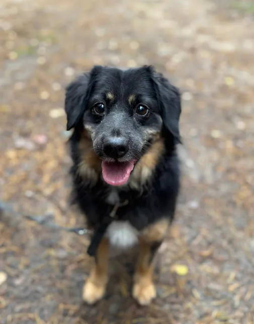 Pies do adopcji, Olsztyn, 9 lutego 2024 (1/2)