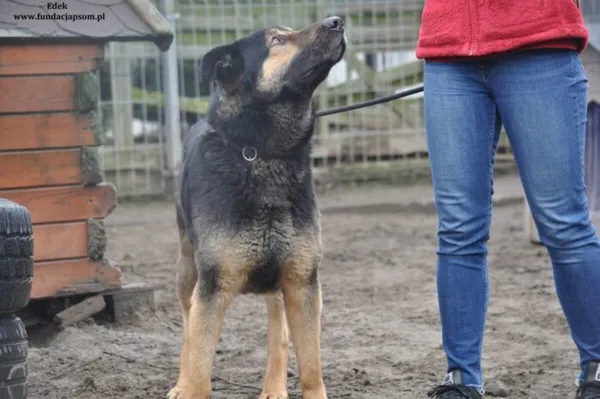 Pies do adopcji, Nowy Dwór Mazowiecki, 28 lutego 2024 (3/4)