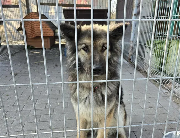 Pies do adopcji, Gorzów Wielkopolski, 28 lutego 2024