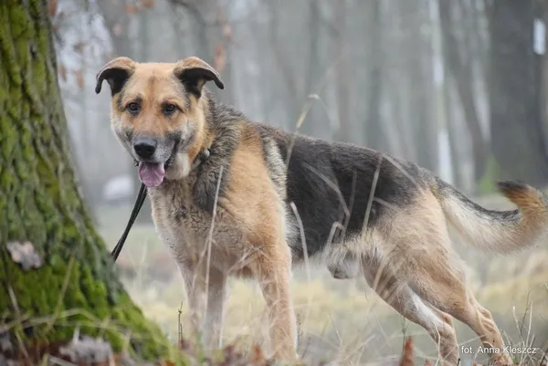 Znaleziono psa, Toruń, 16 stycznia 2024