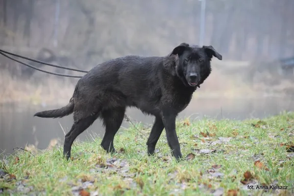 Znaleziono psa, Toruń, 8 stycznia 2024