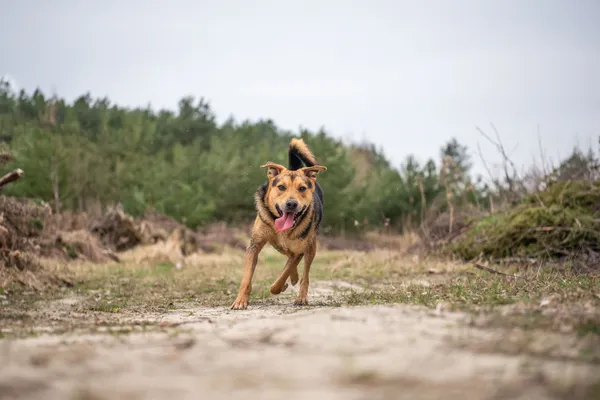 Pies do adopcji, Nowodwór, 2 marca 2024 (1/5)