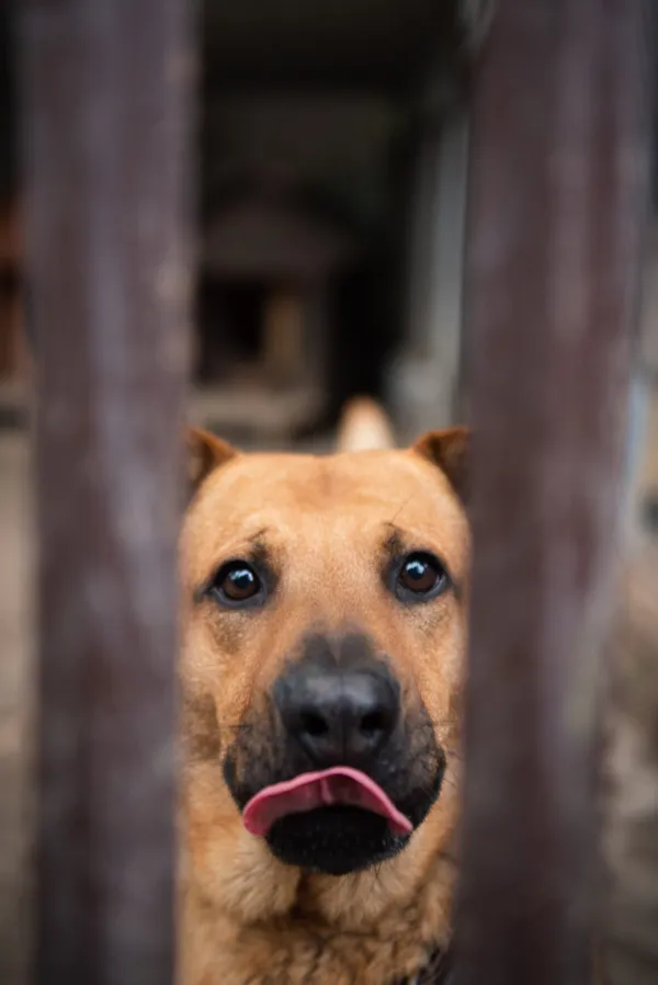 Pies do adopcji, Milanówek, 30 listopada 2024 (3/5)