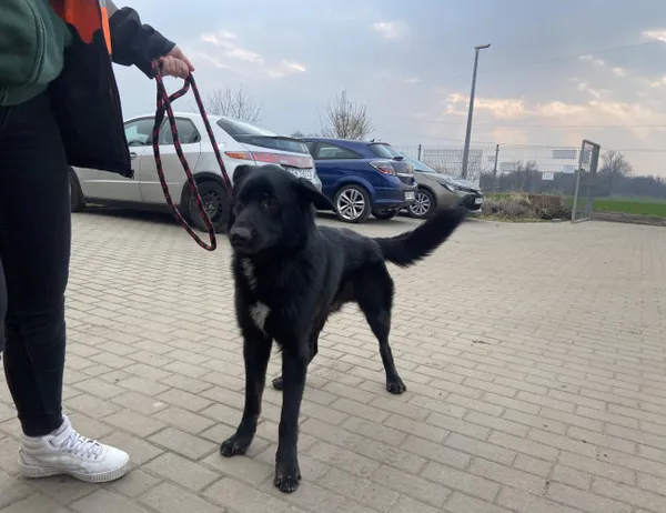 Znaleziono psa, Świdnica, 4 marca 2024