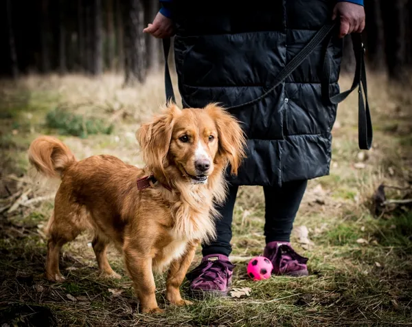 Pies do adopcji, Piła, 15 października 2023 (4/5)