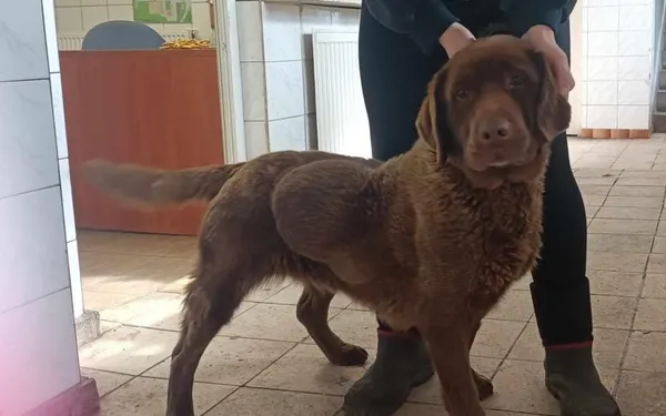 Znaleziono psa, Toruń, 2 marca 2024