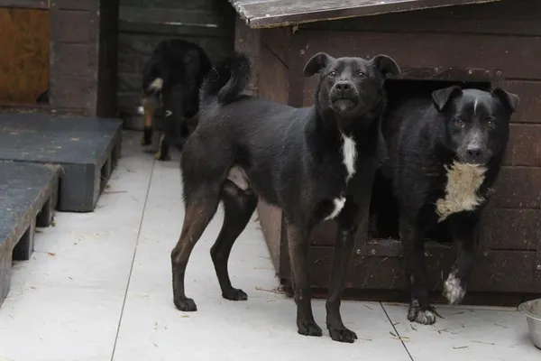Pies do adopcji, Bełchatów, 4 września 2023 (2/4)
