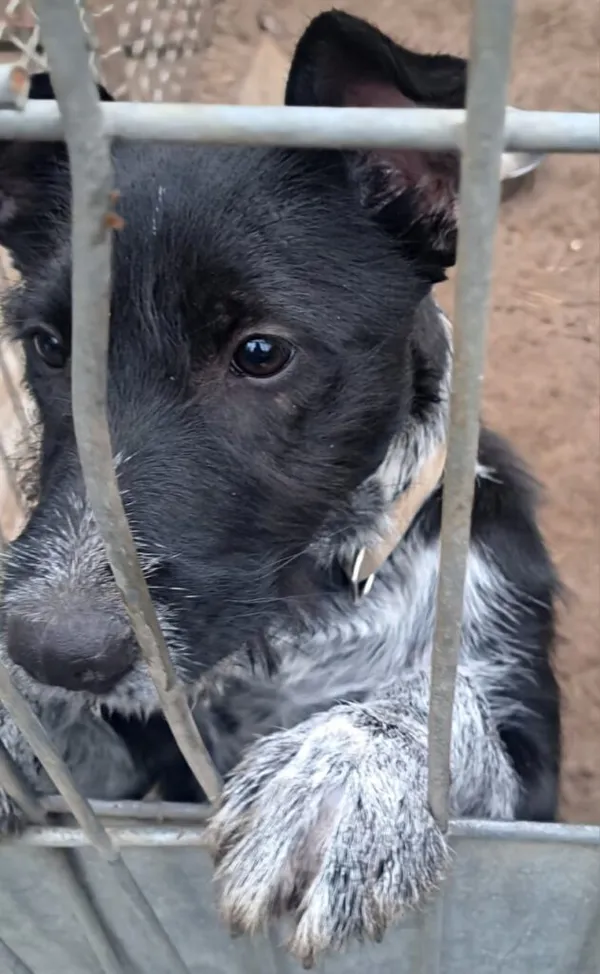 Pies do adopcji, Przyborówko, 5 marca 2024 (2/3)