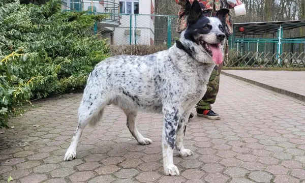 Znaleziono psa, Toruń, 6 marca 2024