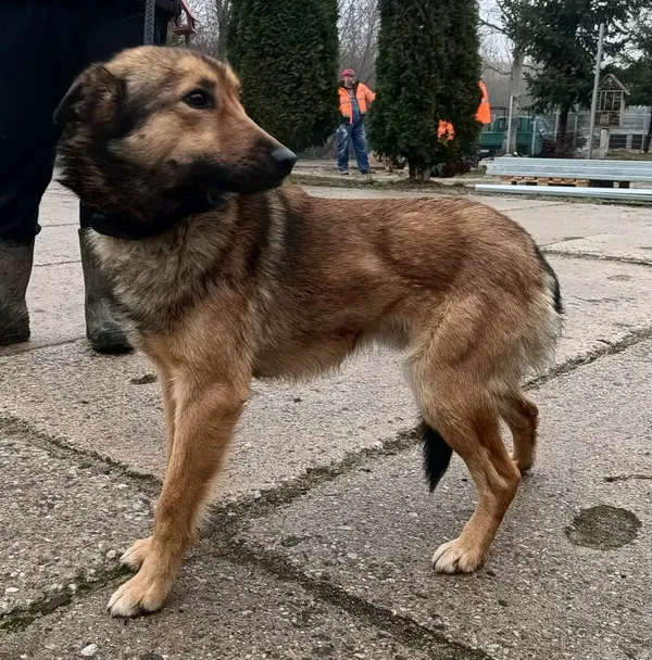 Znaleziono psa, Pieckowo, 27 lutego 2024 (1/2)
