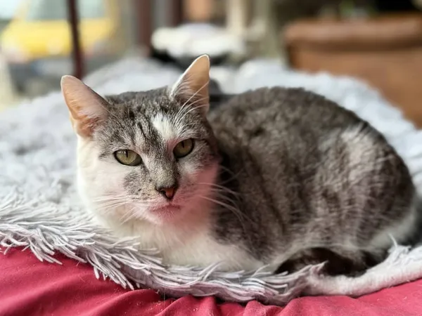 Znaleziono kota, Chojnice, 27 lutego 2024