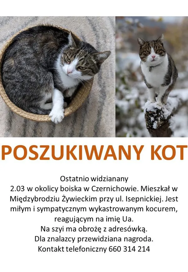 Zaginął kot, Czernichów, 8 marca 2024
